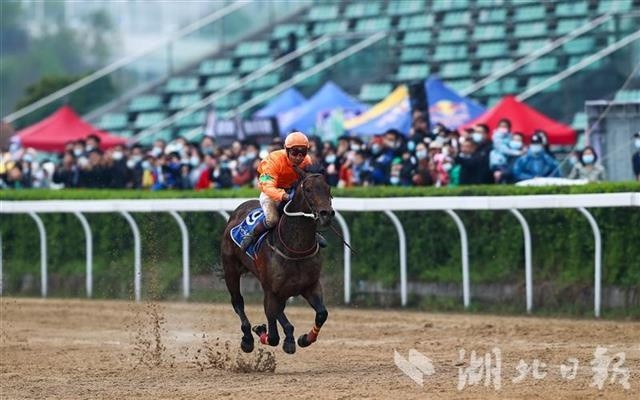 新澳今天开什么特马,新澳今日赛马揭晓，探寻特马的神秘面纱